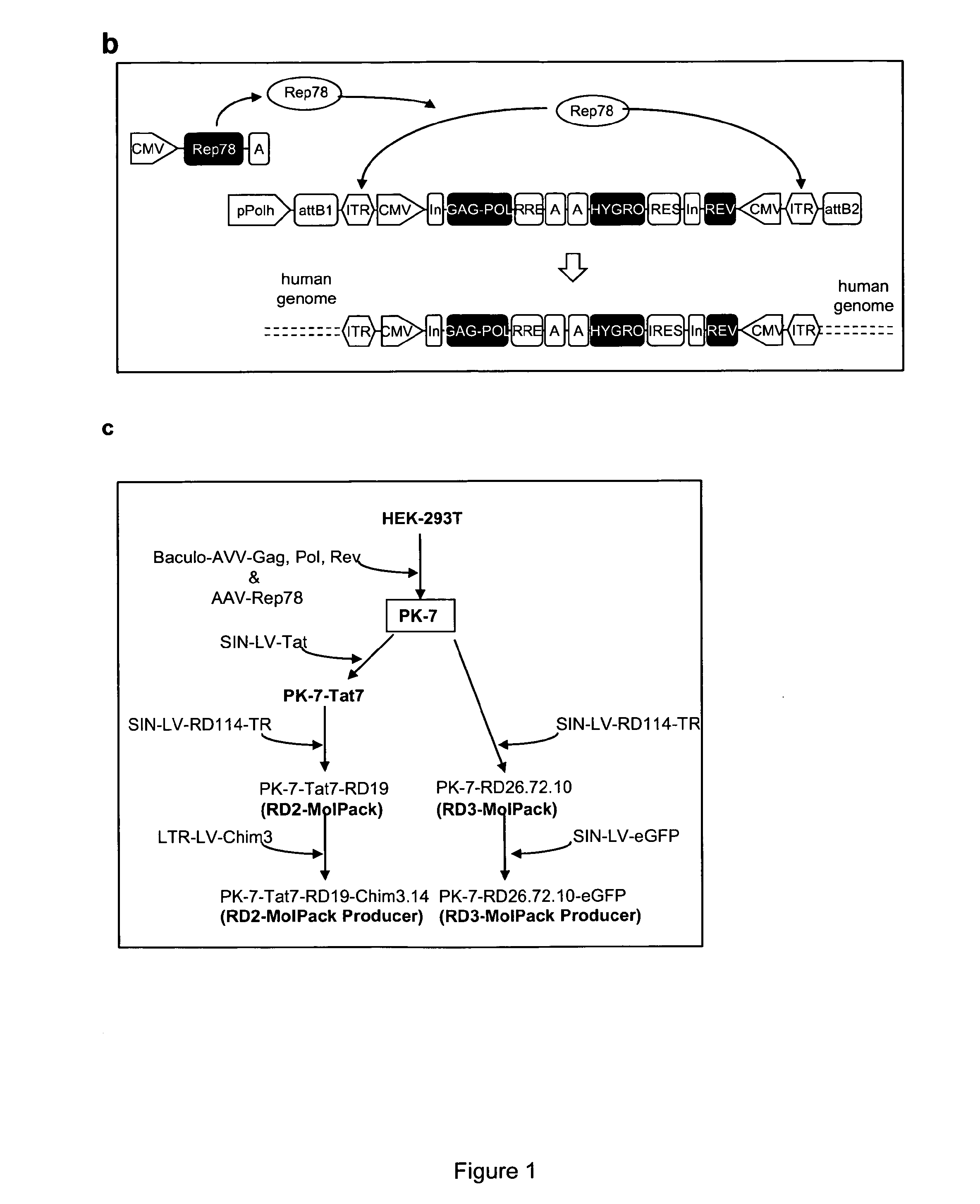 Stable production of lentiviral vectors