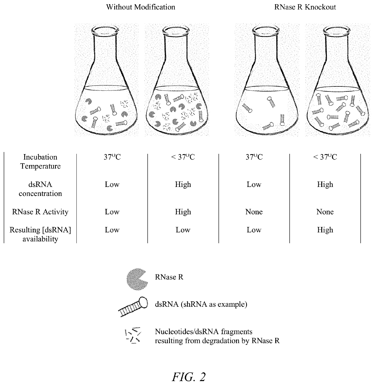 Transkingdom platform for therapeutic nucleic acid delivery