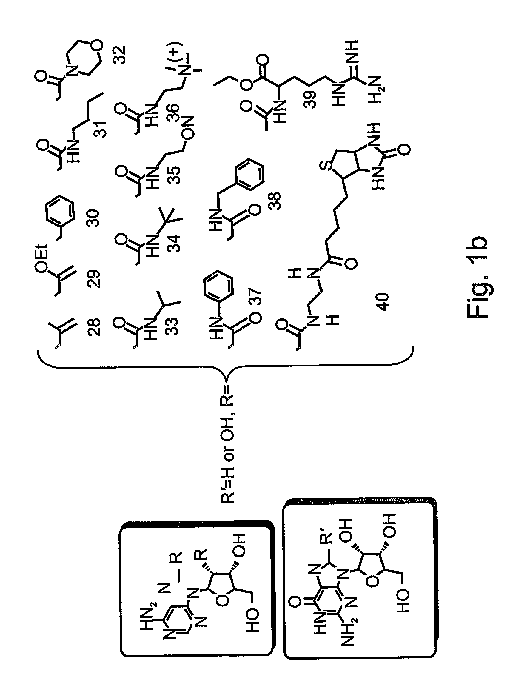 Nucleic acid molecules, polypeptides, antibodies and compositions containing same useful for treating and detecting influenza virus infection