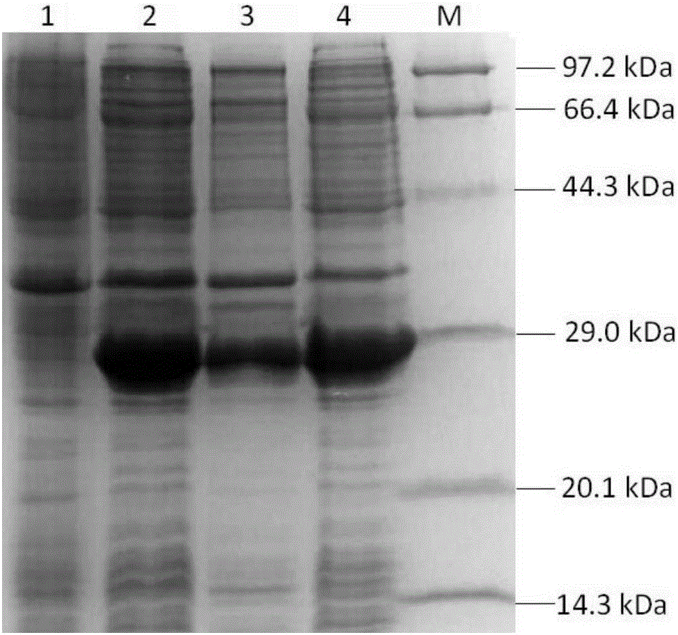 O type foot-and-mouth disease virus artificial recombinant antigen and preparation and application thereof