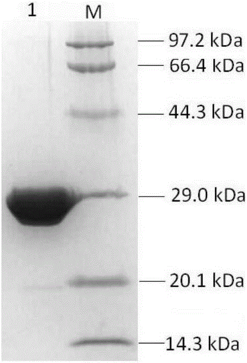 O type foot-and-mouth disease virus artificial recombinant antigen and preparation and application thereof