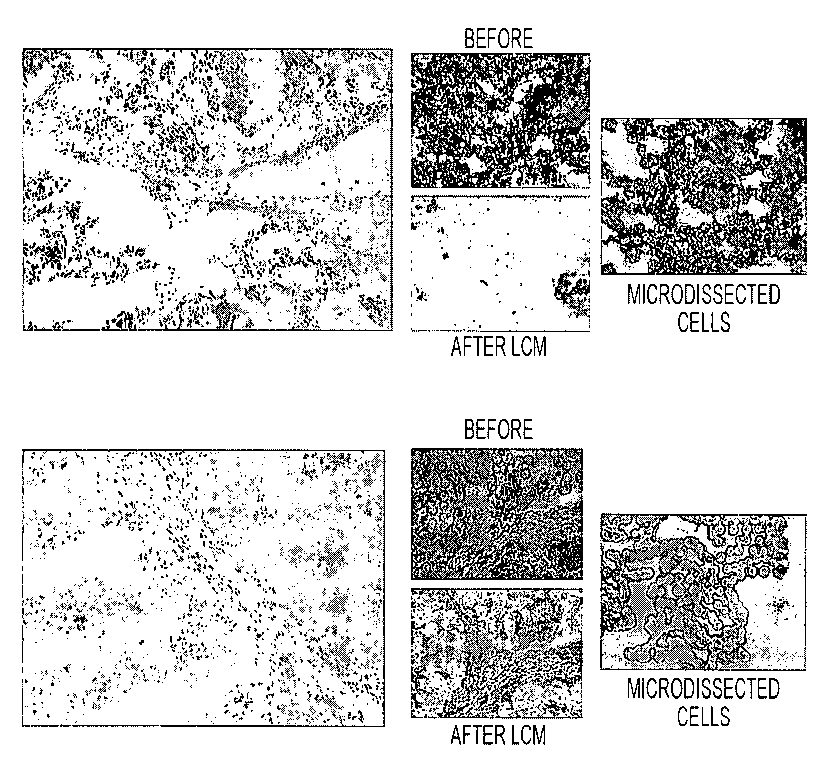 Tissue preservation and fixation method