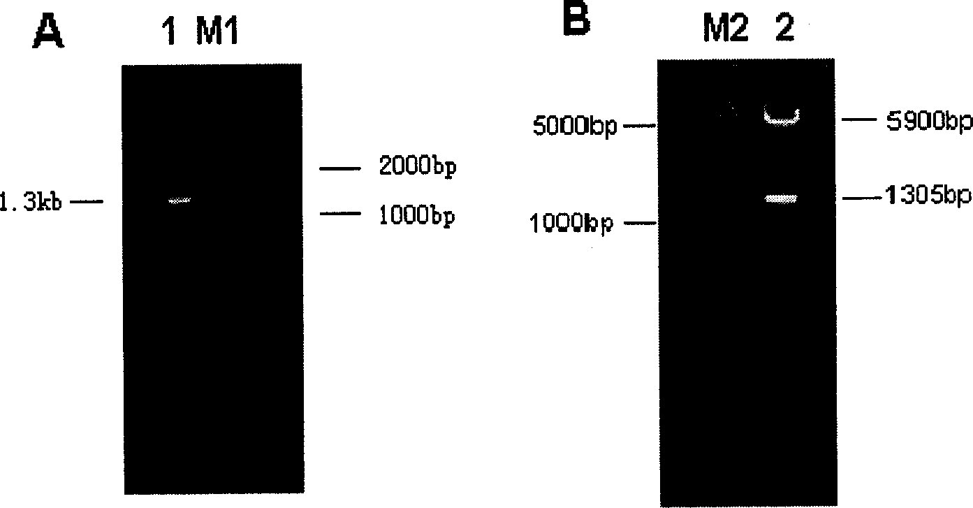 10-23 desoxyribonuclease of bacillus resisting tubercle branch