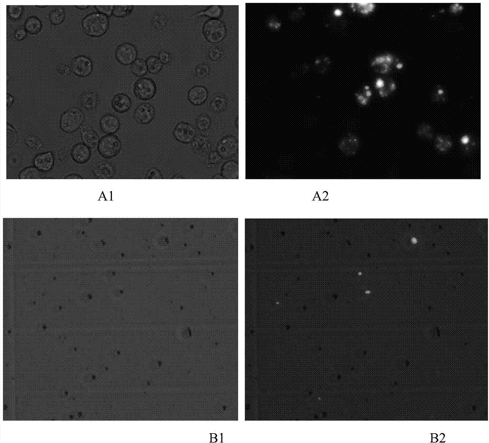 Method for realizing efficient covering of foreign protein by using insect virus polyhedron