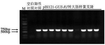 Pseudo-ginseng inducible promoter R1 and application thereof