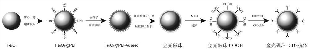 Detection method of radiation-damaged sers in lymphocytes