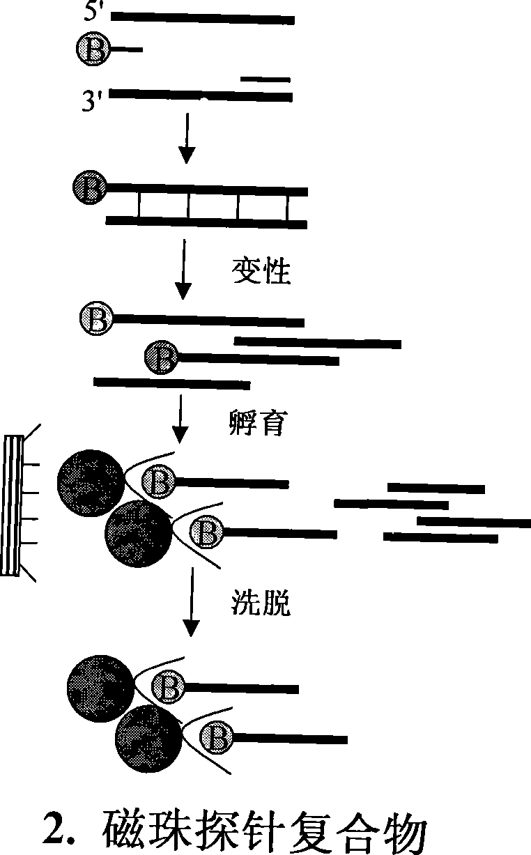 Method for separating short interspersed repeated segments based on magnetic bead probe complexes