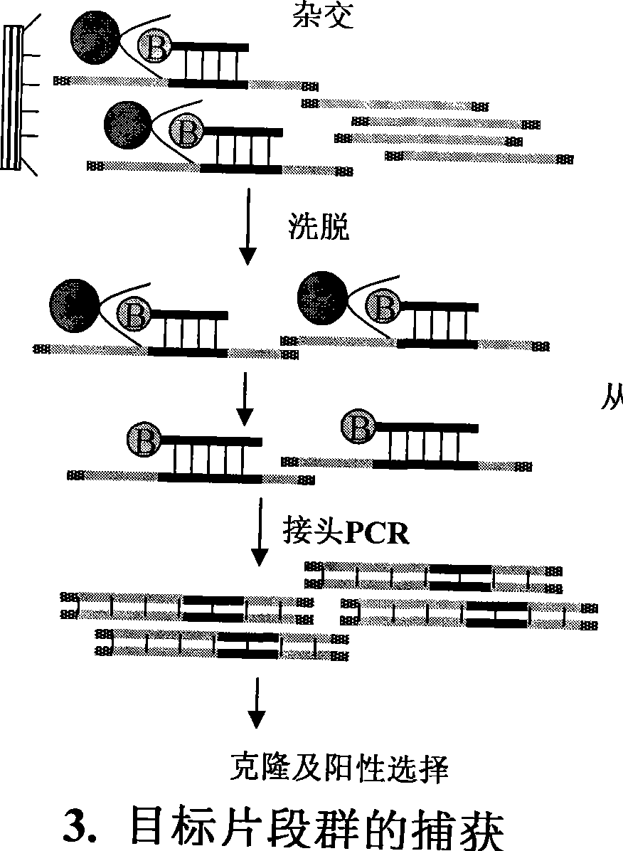 Method for separating short interspersed repeated segments based on magnetic bead probe complexes