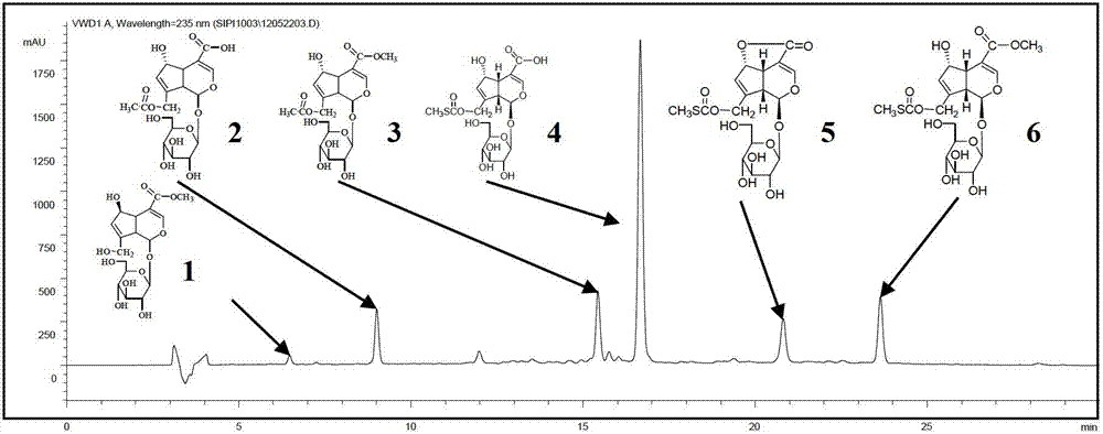 Paederia scandens water extract, and preparation method and application thereof