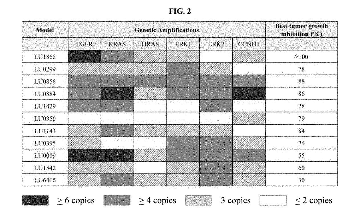 Treatment of squamous cell carcinomas with inhibitors of erk