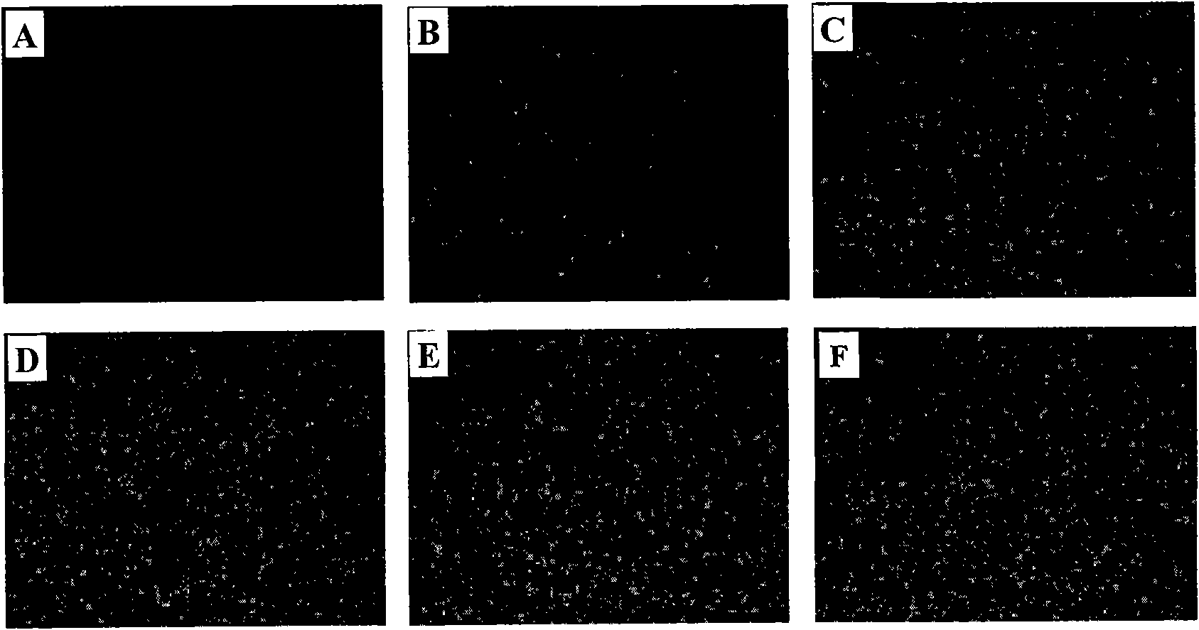 CHO cell line expressing porcine beta interferon and application thereof