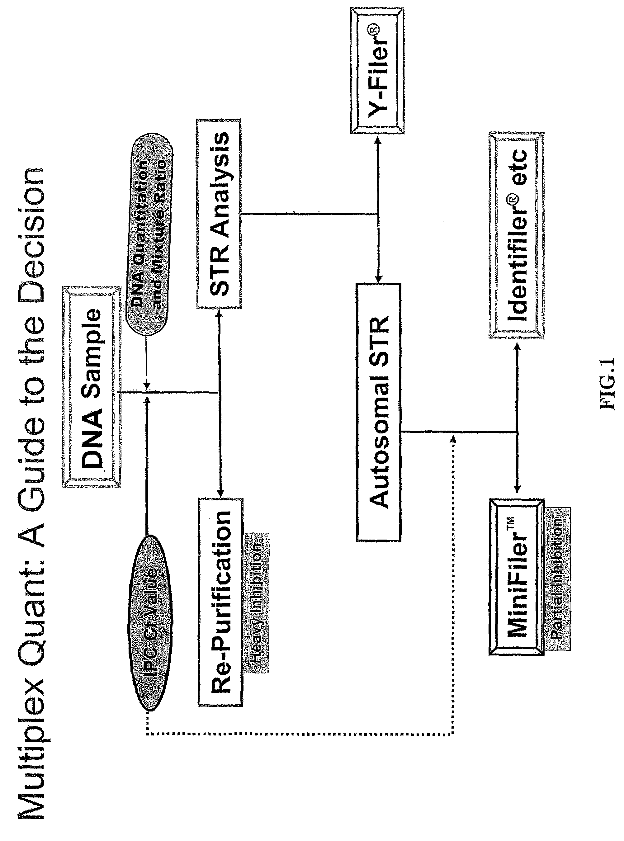 Multiplex compositions and methods for quantification of human nuclear DNA and human male DNA and detection of PCR inhibitors