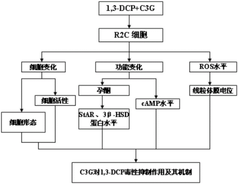 Interventional effect of cyanidin-3-O-glucoside on reproductive toxicity of 1,3-dichloro-2-propanol