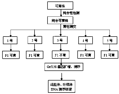 A kind of ogura type radish male sterile cytoplasm and its breeding method