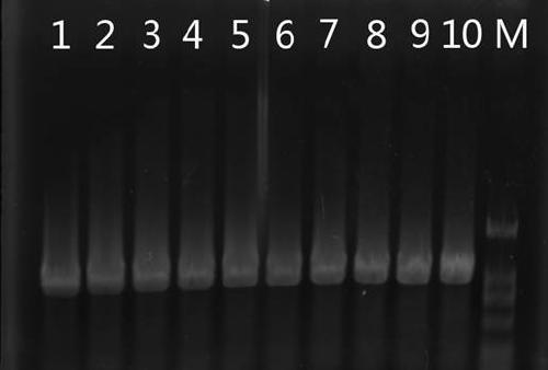 A kind of ogura type radish male sterile cytoplasm and its breeding method