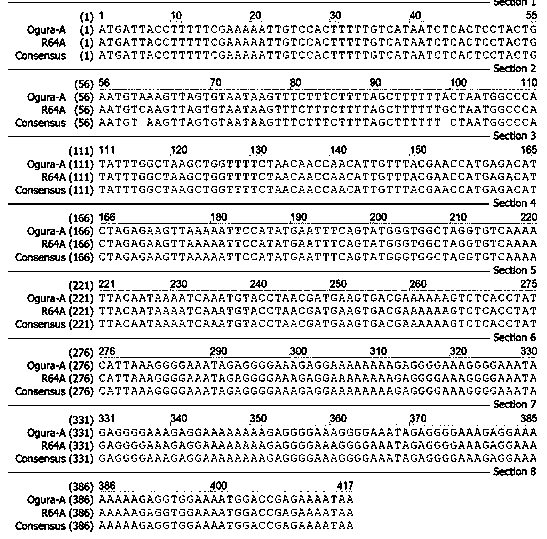 A kind of ogura type radish male sterile cytoplasm and its breeding method