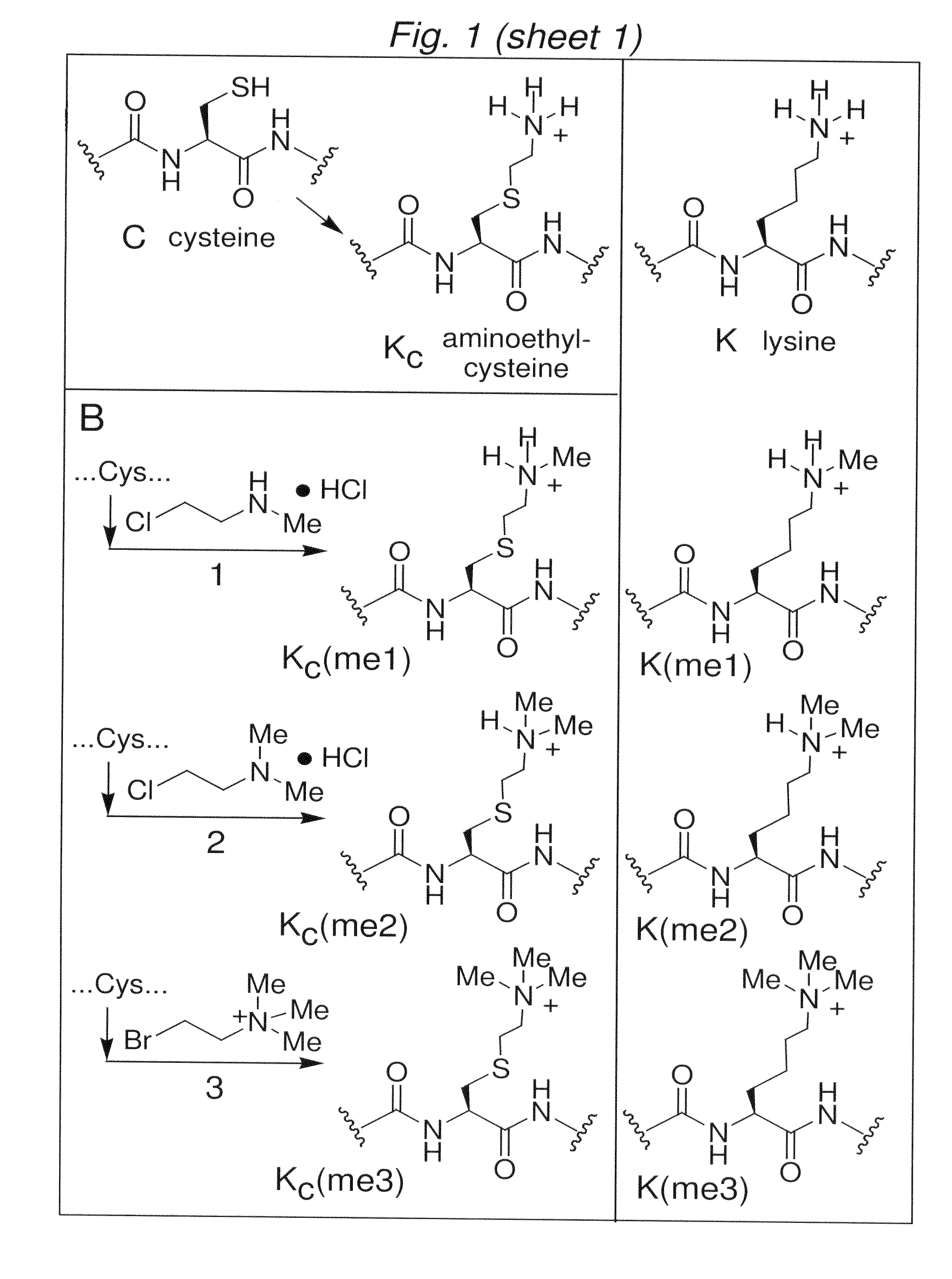 Site-specific installation of methyl-lysine analogues into recombinant histones