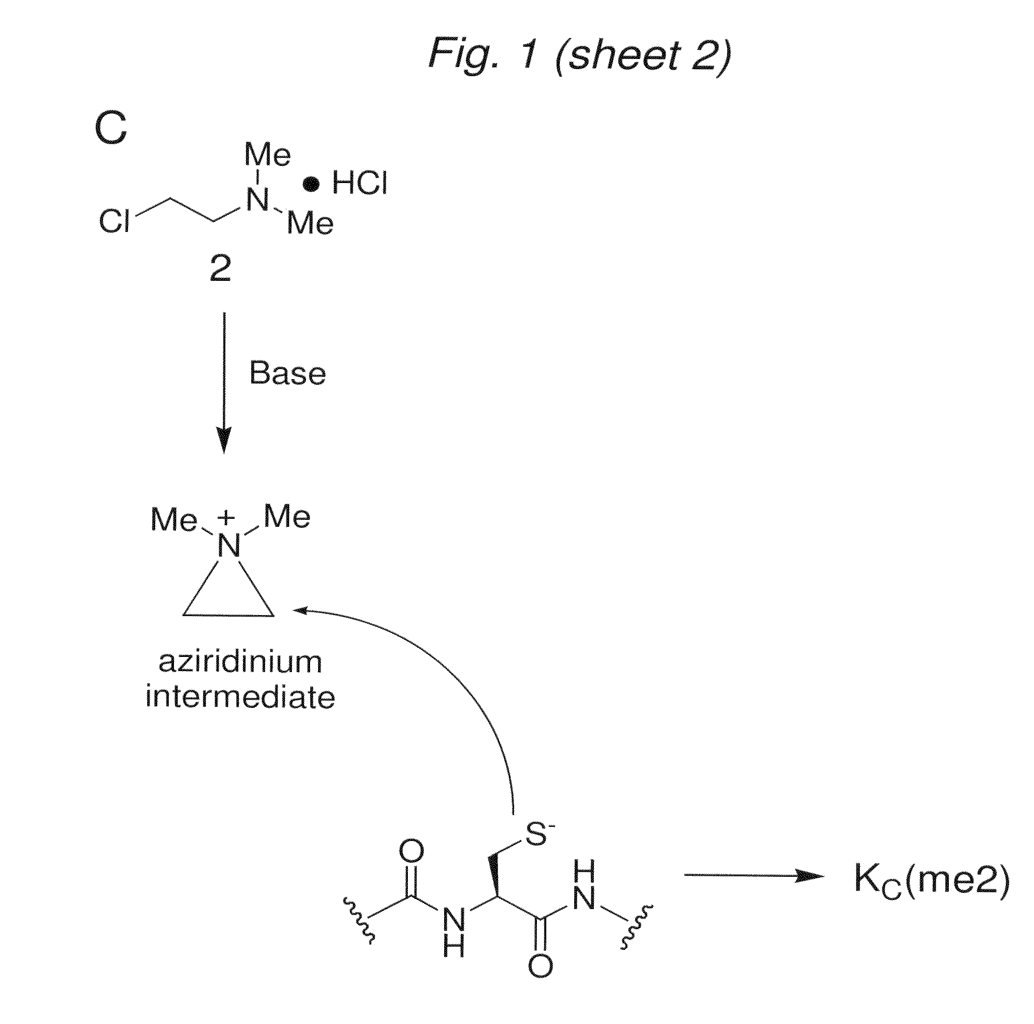 Site-specific installation of methyl-lysine analogues into recombinant histones