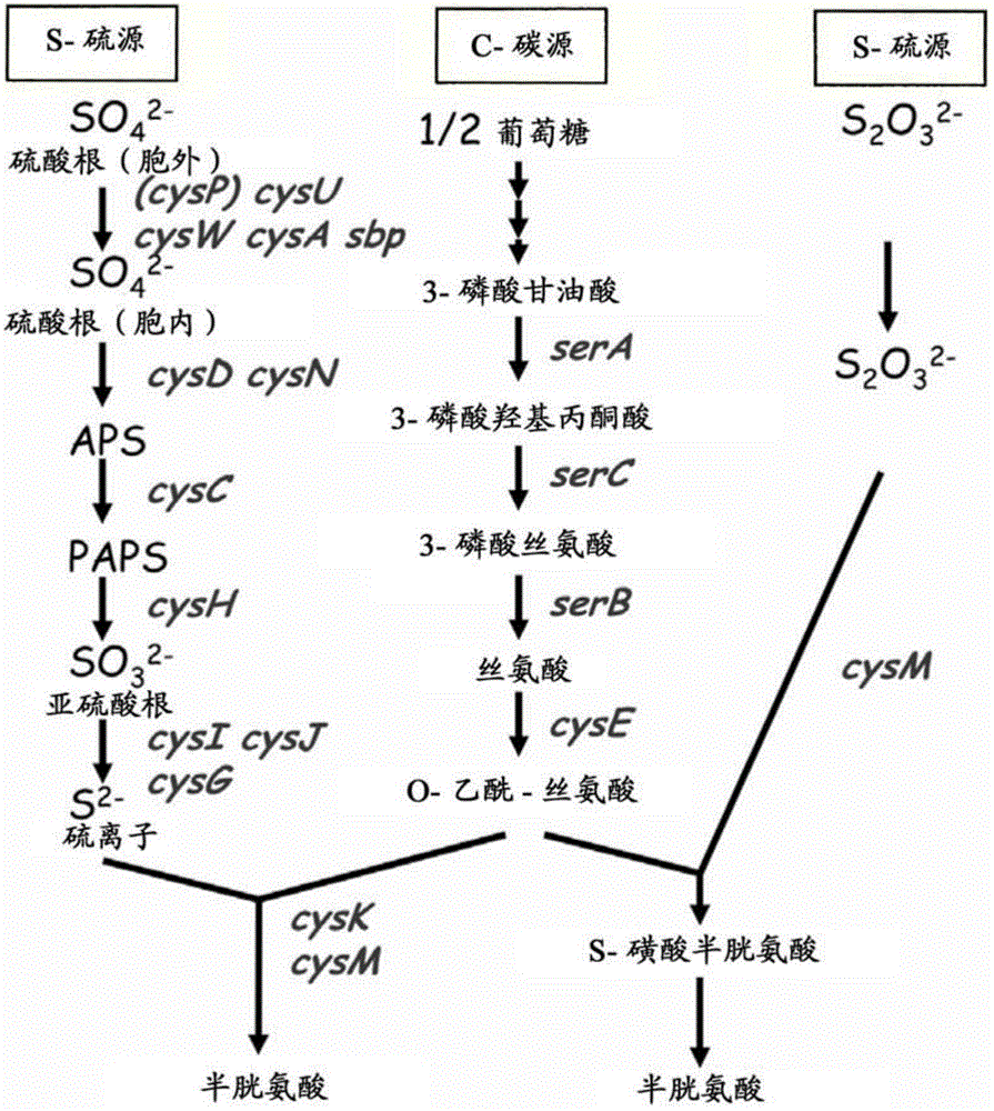 Method for producing l-cysteine