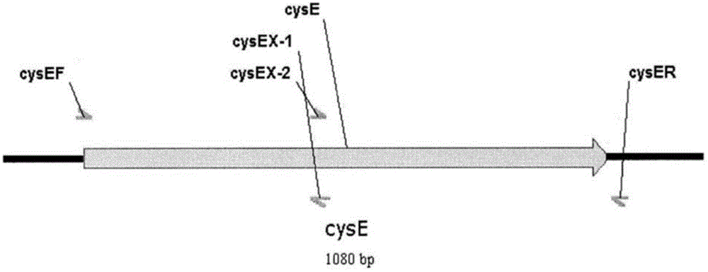 Method for producing l-cysteine