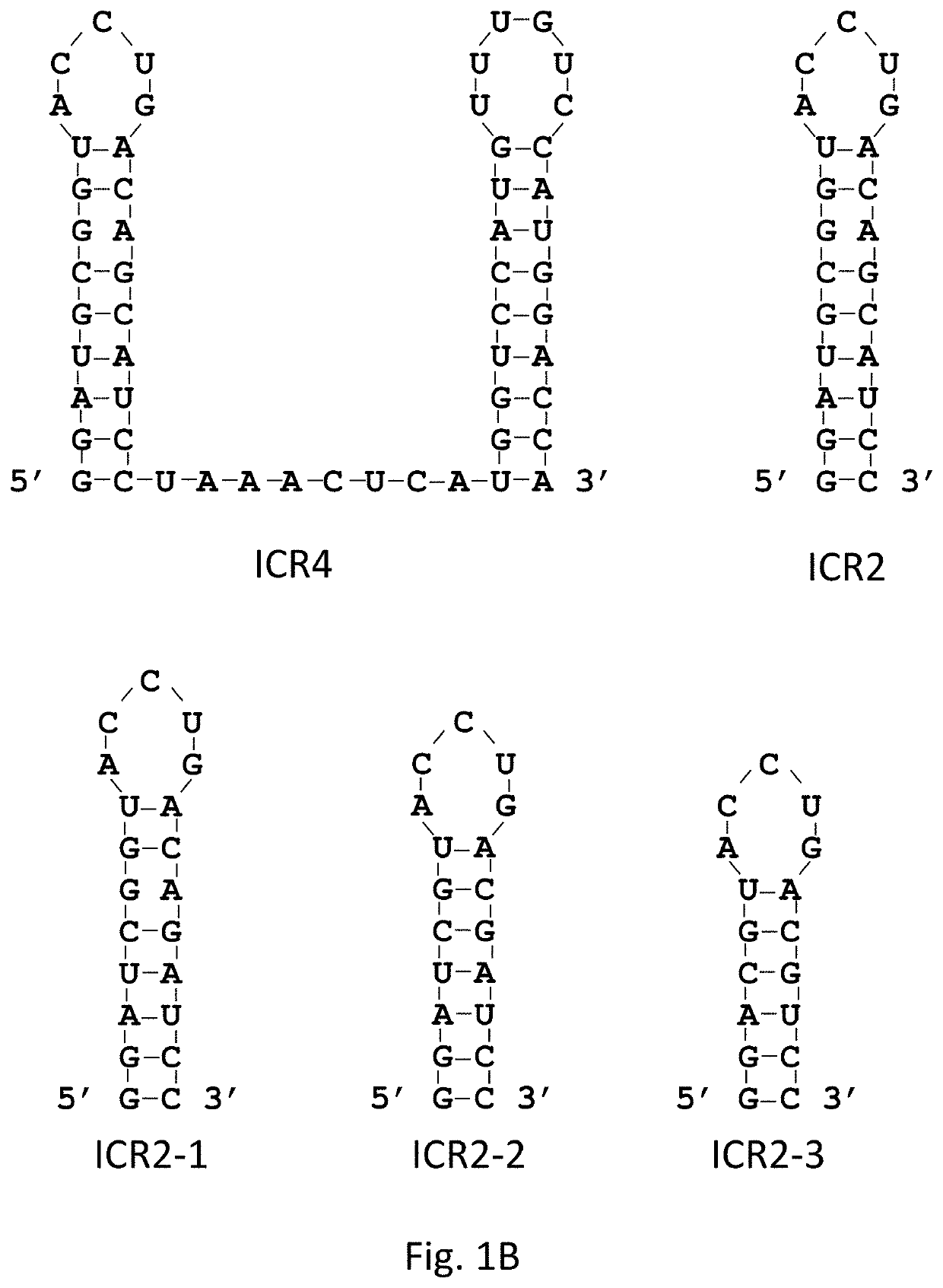 Compositions and methods for differential induction of cell death and interferon expression