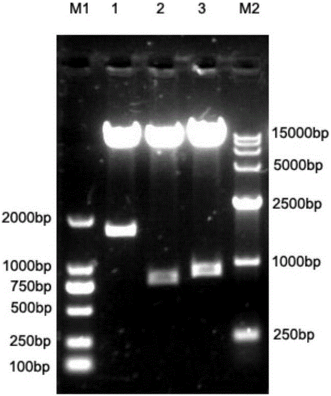 Chimeric antigen receptor and gene and recombinant expression vector thereof, engineered CD33 targeting NKT cell and application thereof