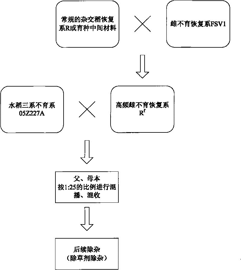 Application and cultivation method of high-frequency recessive female sterile rice restorer lines