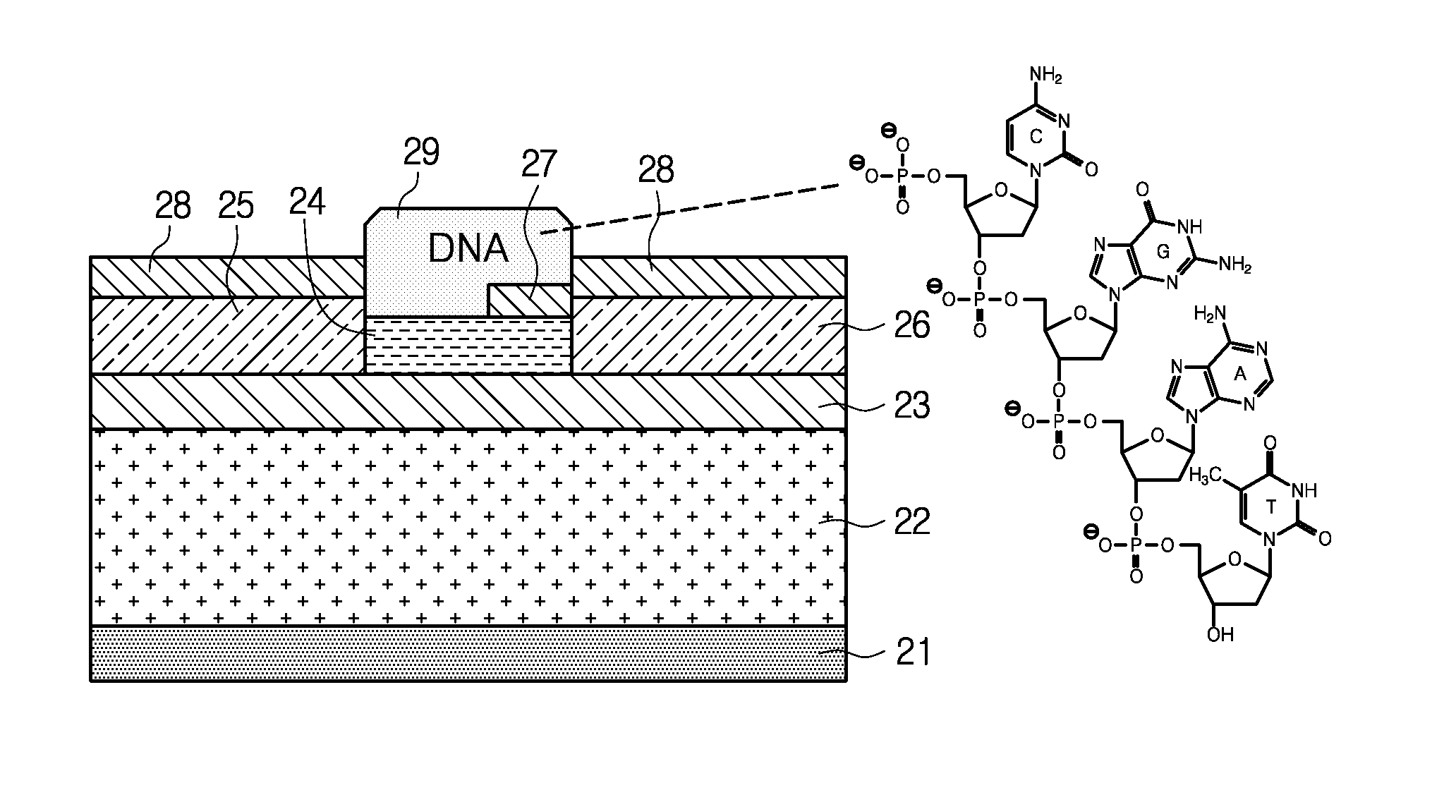 Method for forming pn junction in graphene with application of DNA and pn junction structure formed using the same