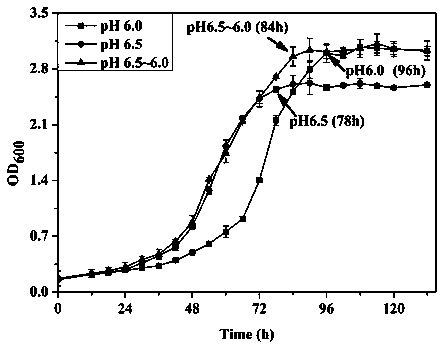 A method for shortening the high-salt fermentation cycle of lactic acid bacteria by two-stage pH control