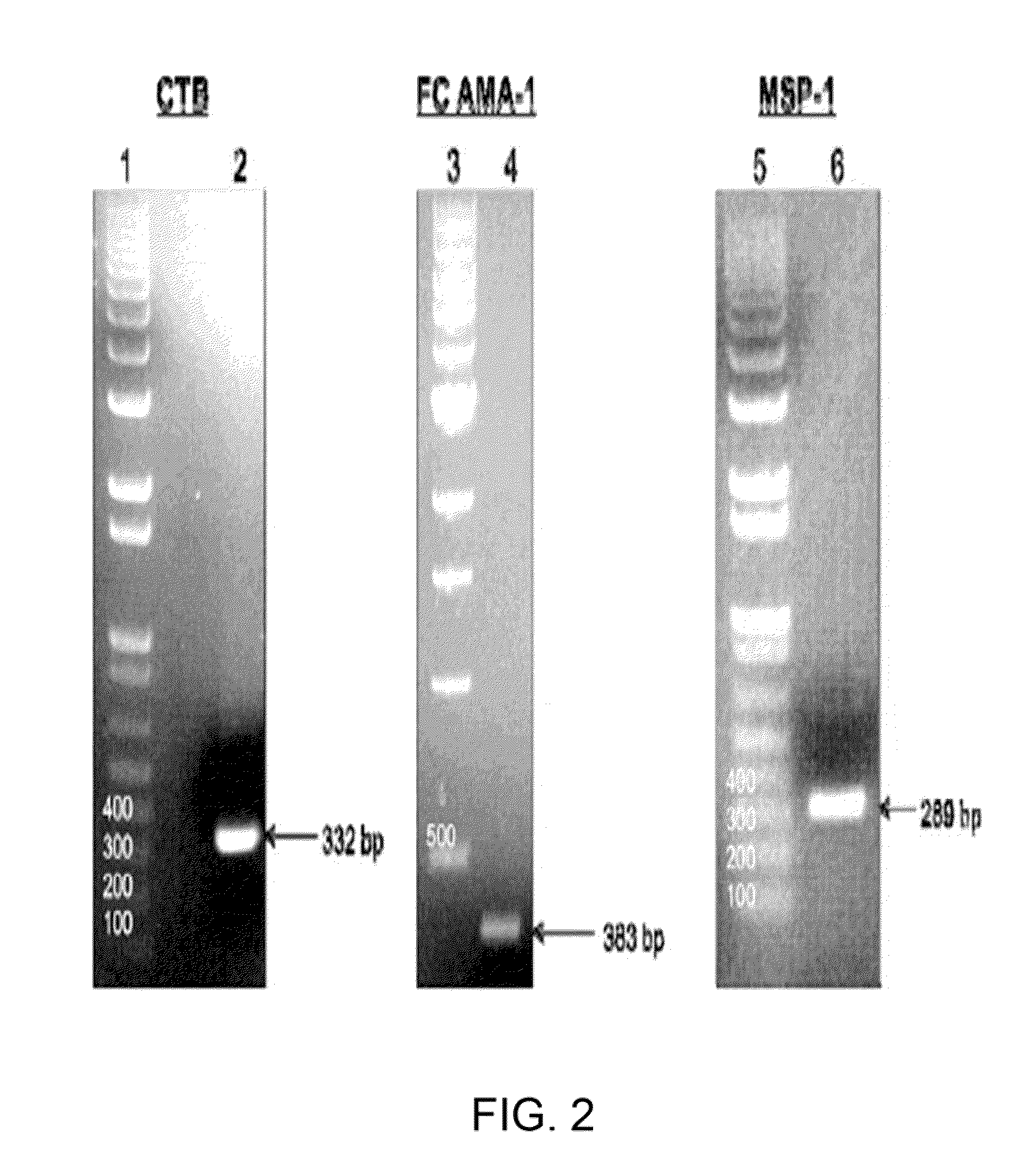 Chloroplast-derived human vaccine antigens against malaria