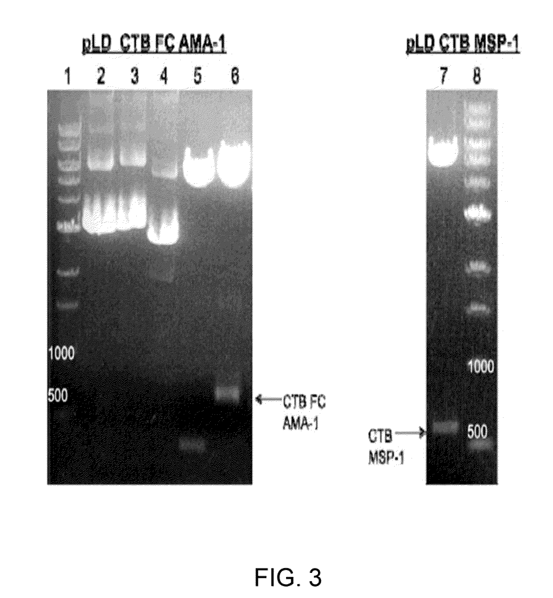 Chloroplast-derived human vaccine antigens against malaria