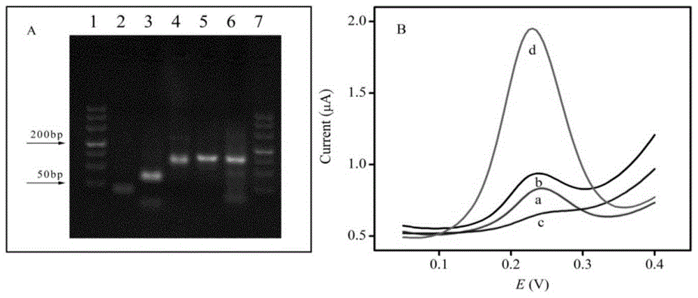 A kind of electrochemical sensor for detecting b group streptococcus and its preparation and application