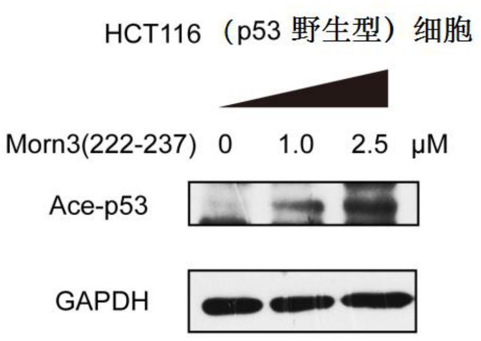 A kind of polypeptide and its application