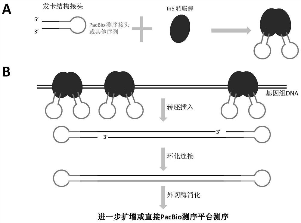 A library construction method for pacbio sequencing