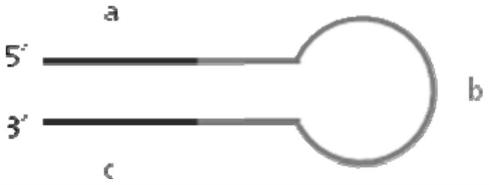 A library construction method for pacbio sequencing