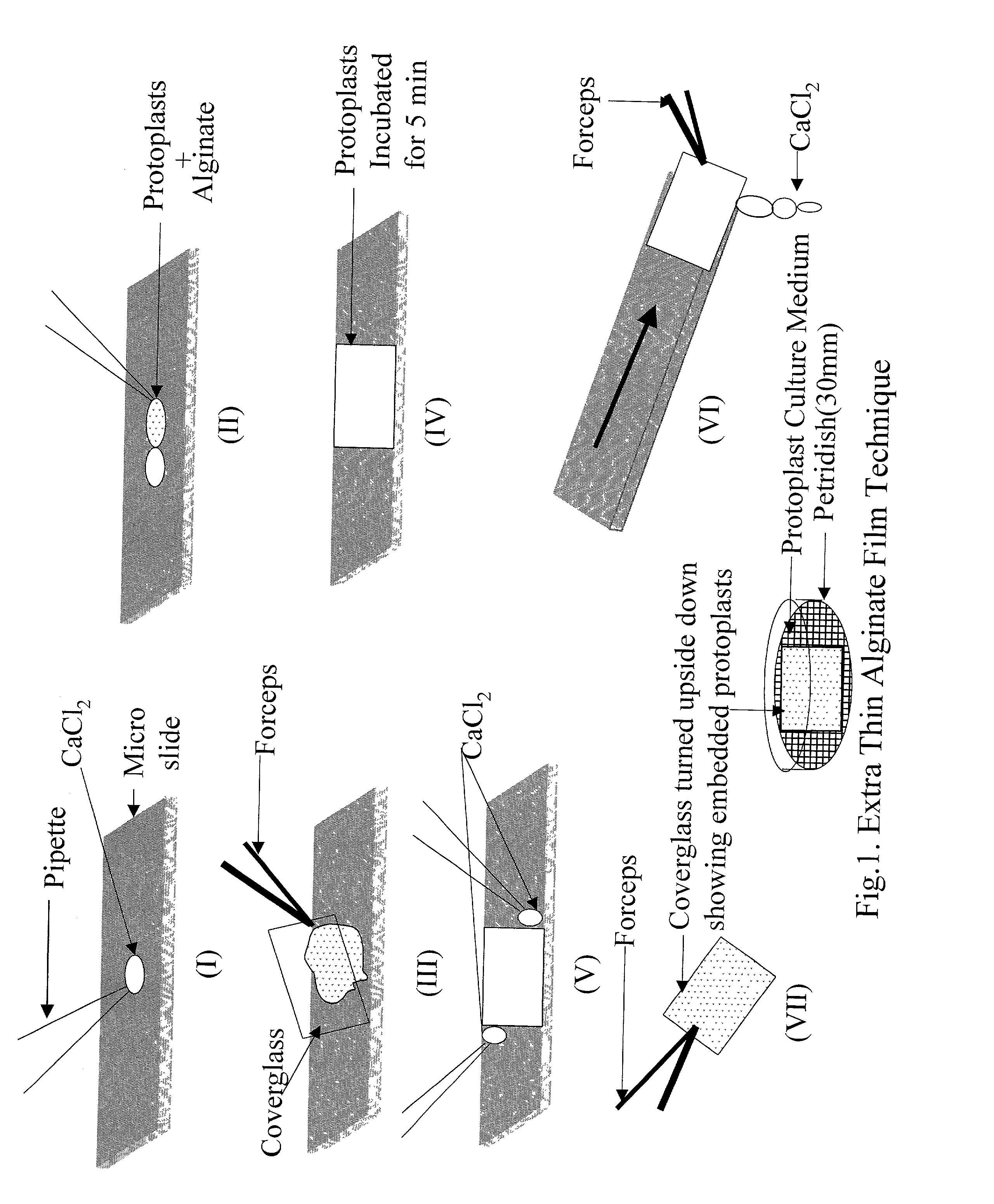 Efficient method of protoplast culture