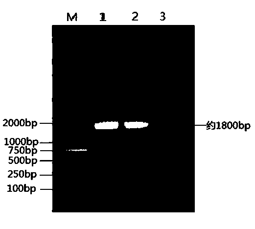 Porcine circovirus type II strain