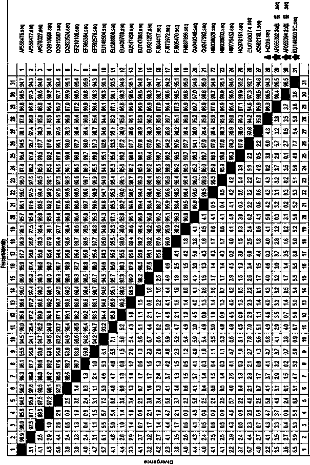 Porcine circovirus type II strain