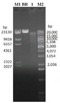 Method for purifying mulberry phytoplasma genome