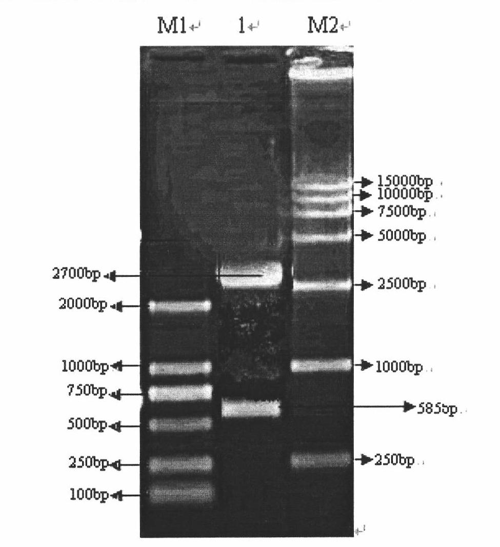 Preparation and use of truncated Cap protein of porcine circovirus type 2