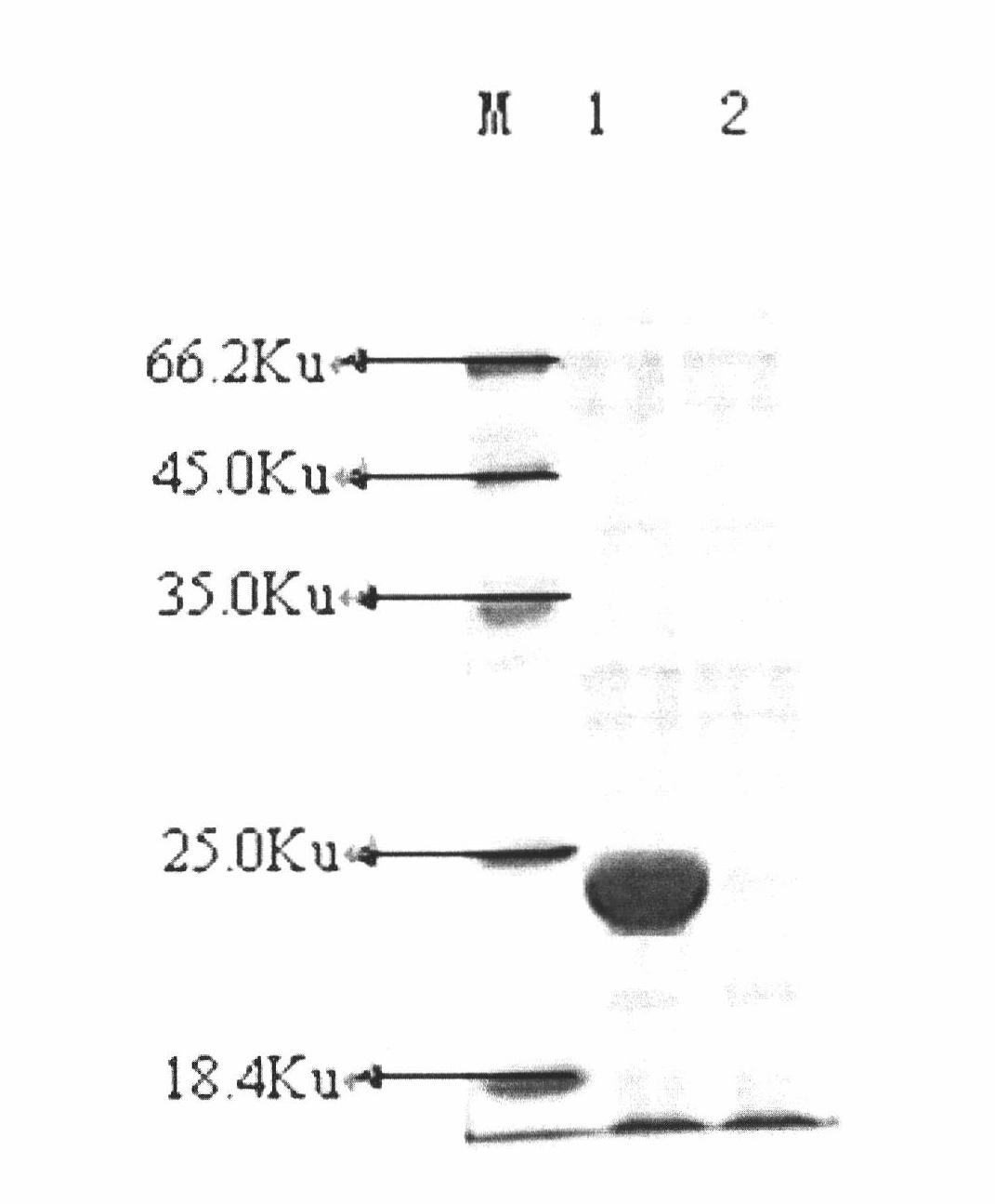 Preparation and use of truncated Cap protein of porcine circovirus type 2