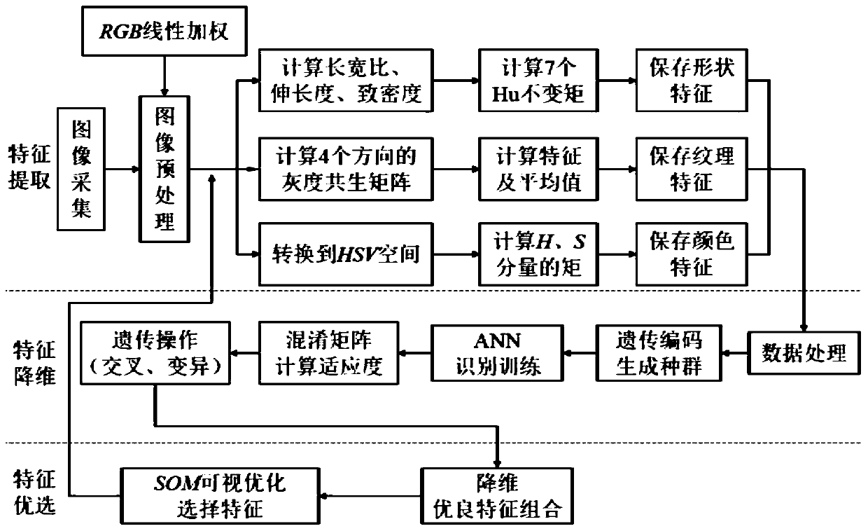 A rice field weed identification method based on GA-ANN feature dimension reduction and SOM feature optimization