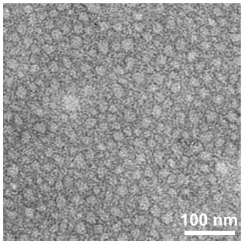 Polypeptide, anti-tumor drug made from polypeptide and preparation method of anti-tumor drug