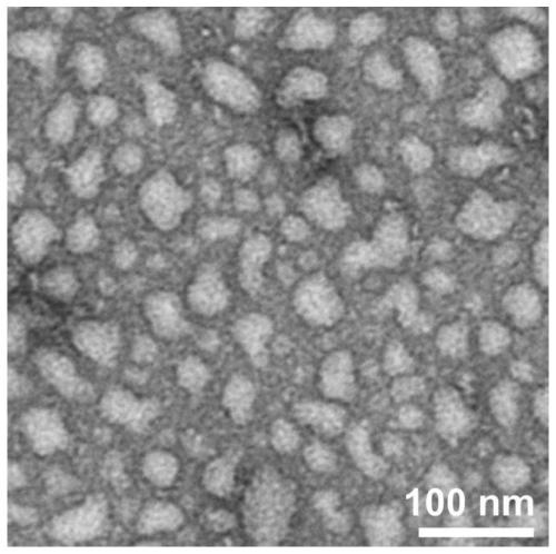 Polypeptide, anti-tumor drug made from polypeptide and preparation method of anti-tumor drug