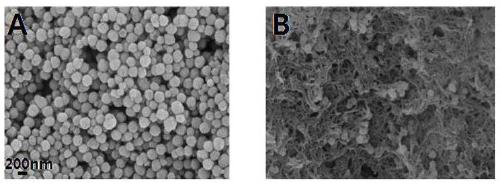 Preparation method and application of magnetic covalent organic framework compound for adsorbing triphenylmethane dyes