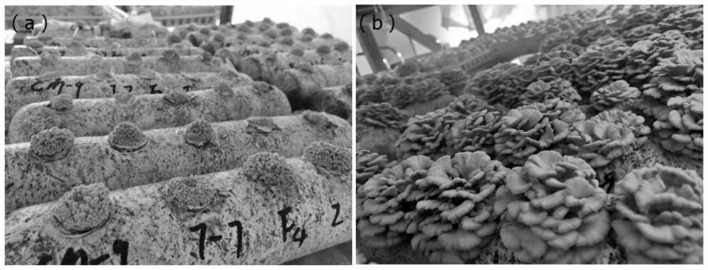 Cultivation method for continuous fruiting of Schizophyllumcommuneh