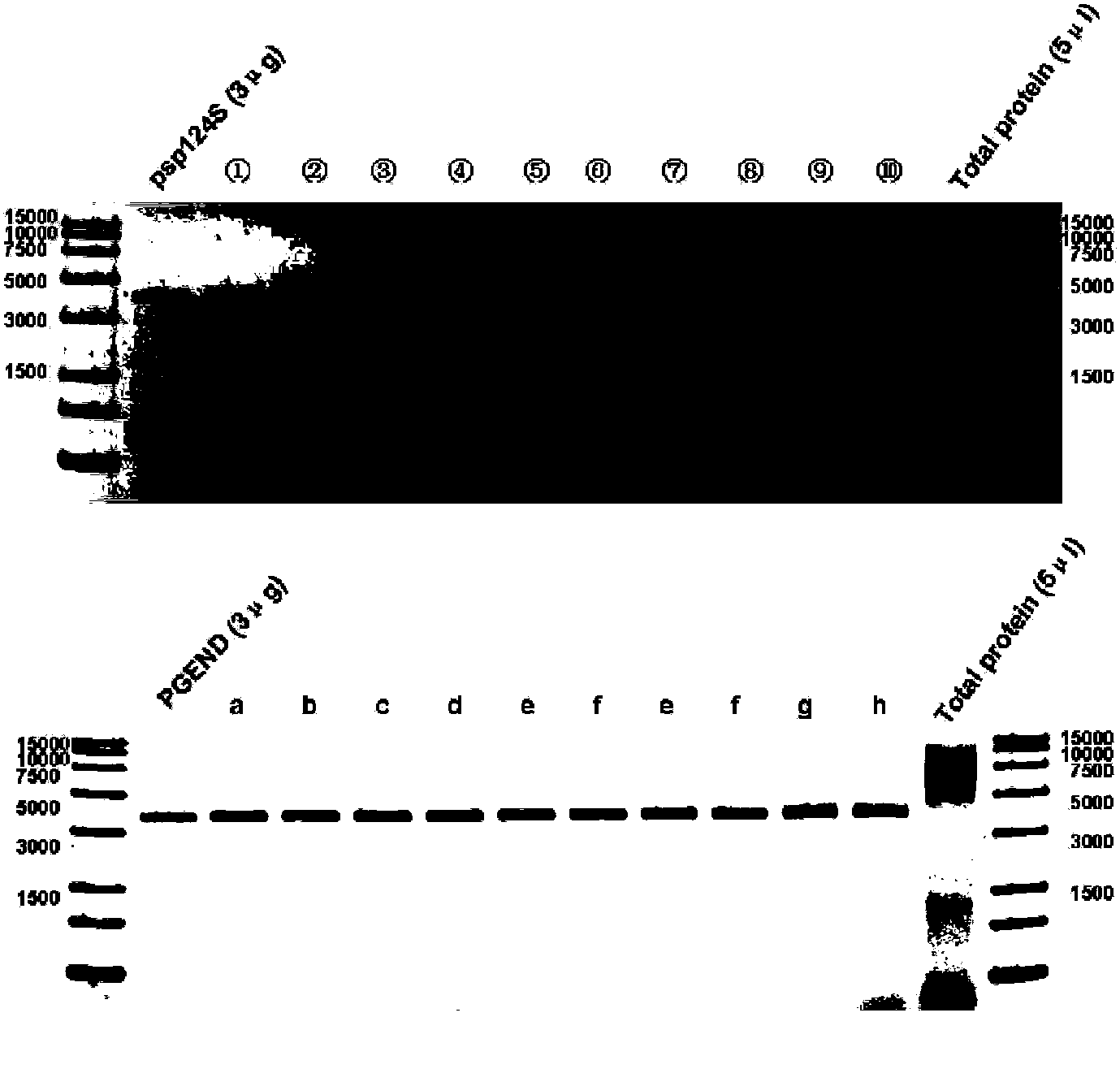 Method for importing exogenous DNA (deoxyribonucleic acid) into nannochloropsis oculata chloroplast and related chloroplast genome sequence