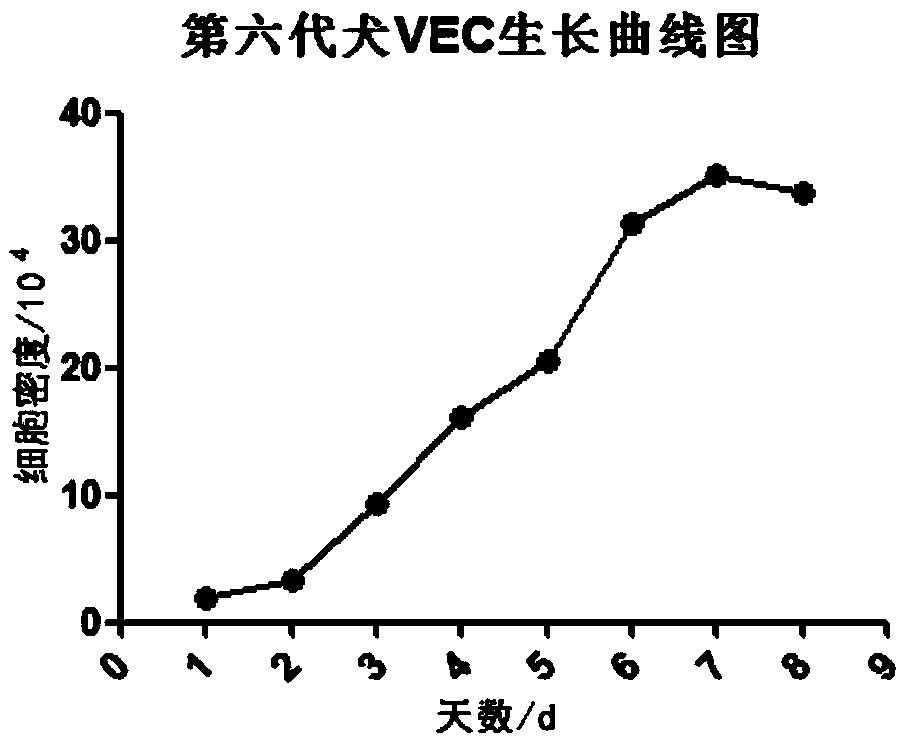 Isolated culture method for primary canine vascular endothelial cells