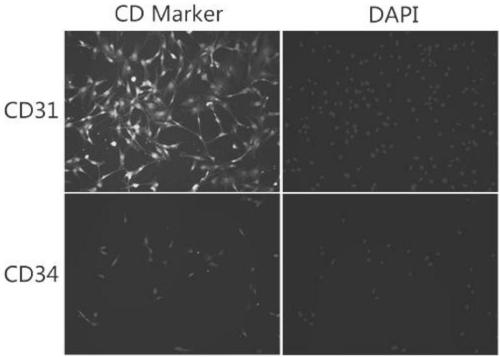 Isolated culture method for primary canine vascular endothelial cells