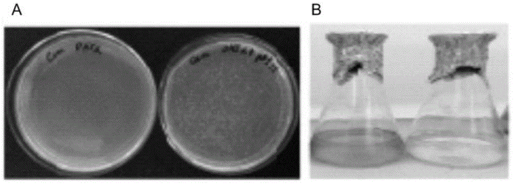 Recombinant vector over-expressing glucose-6-phosphate dehydrogenase gene, and its application